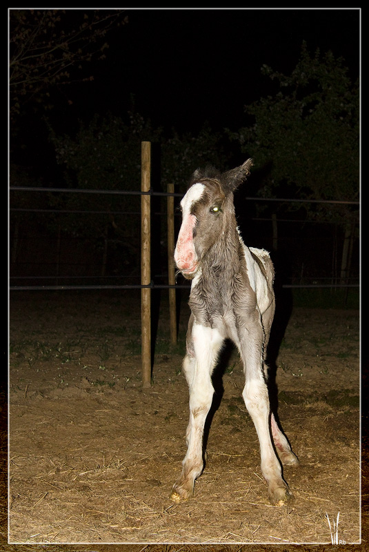 Les chevaux du Triskell - 11/11/2011 20100504_0231